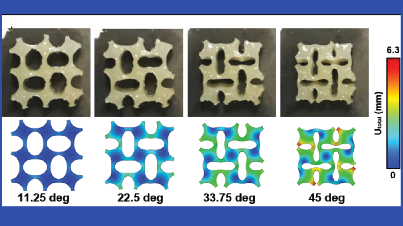 The bioinspired soft actuator can change shape under different external magnetic fields. Recorded (top row) and computed (bottom row) deformation of the actuator for contraction during four representative stages.