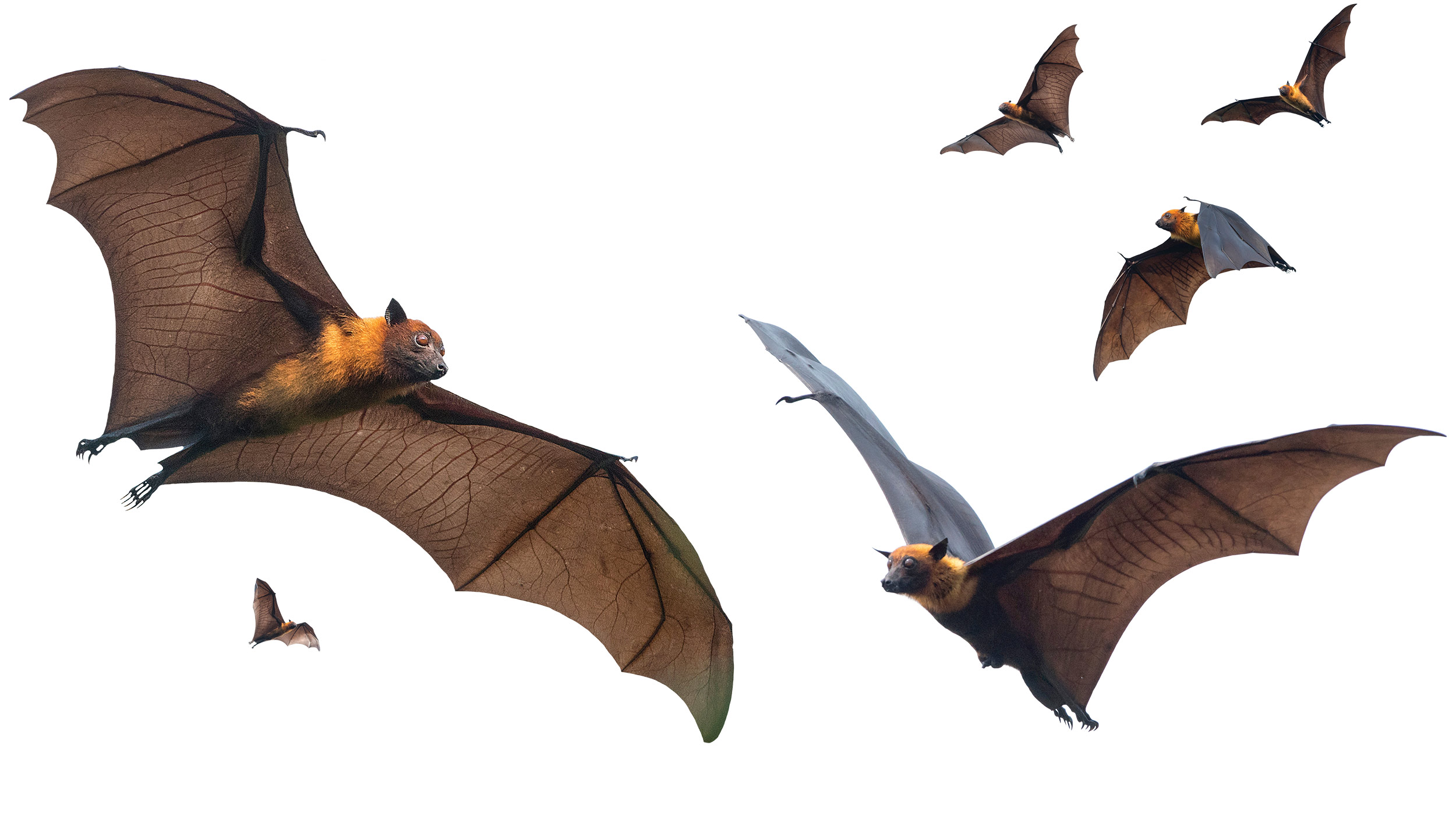 Photo montage of flying bats