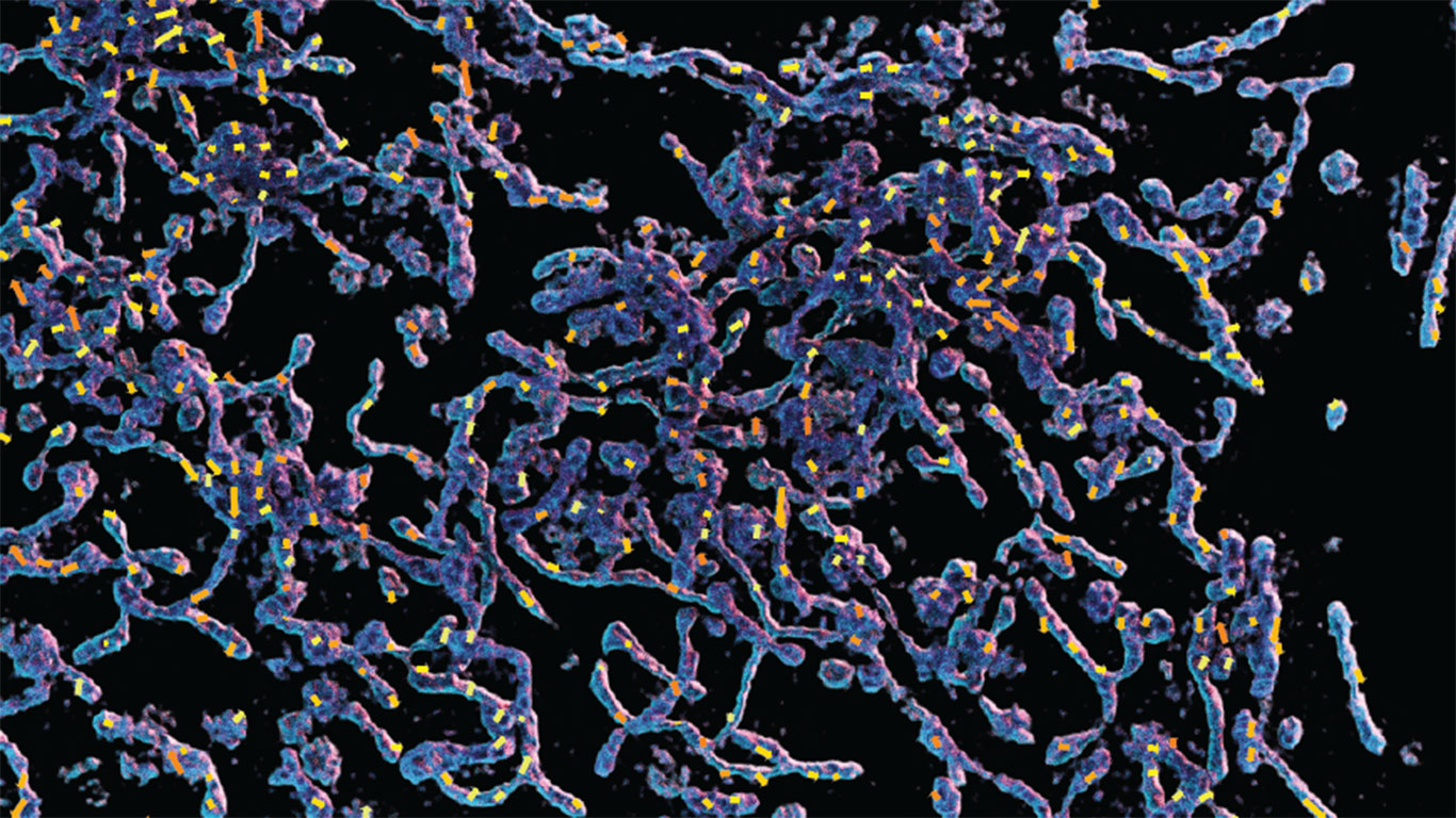 The 3D rendering of mitochondria overlaid by the motion map. The 3D volume was captured by a 3D SIM microscope in the Biological Imaging Facility and reconstructed by NSTM using the compute cluster from the Advanced Bioimaging Center.