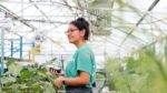 A person in a green T-shirt stands in a greenhouse, surrounded by growing plants. (Photo by Elena Zhukova/University of California)