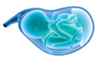 illustration of a fetus