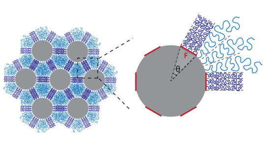 Silica nanoparticles affixed with a distribution of polystyrene chains (purple) self-assemble into hexagonal lattices. Depending on how the chains are organized on the particle surface, they tangle together (purple) or unravel (blue) when compressed.
