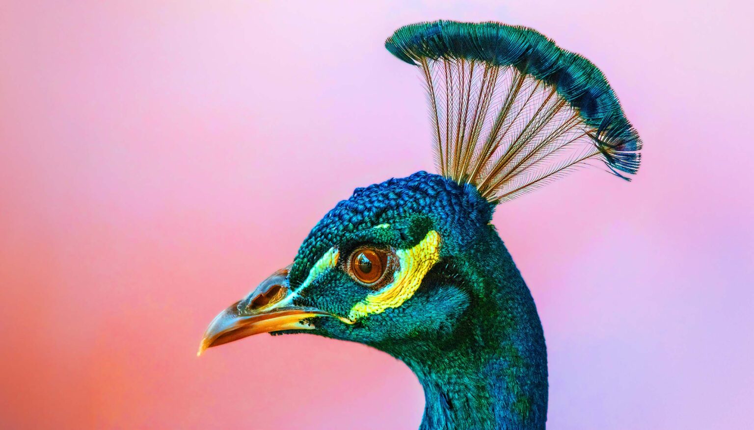 Photo of a brightly colored peacock's head. Using a new technique called “Oz,” scientists at UC Berkeley can trick the eye into seeing images, videos and even a brand new color – a profoundly saturated peacock green that they named “olo.”