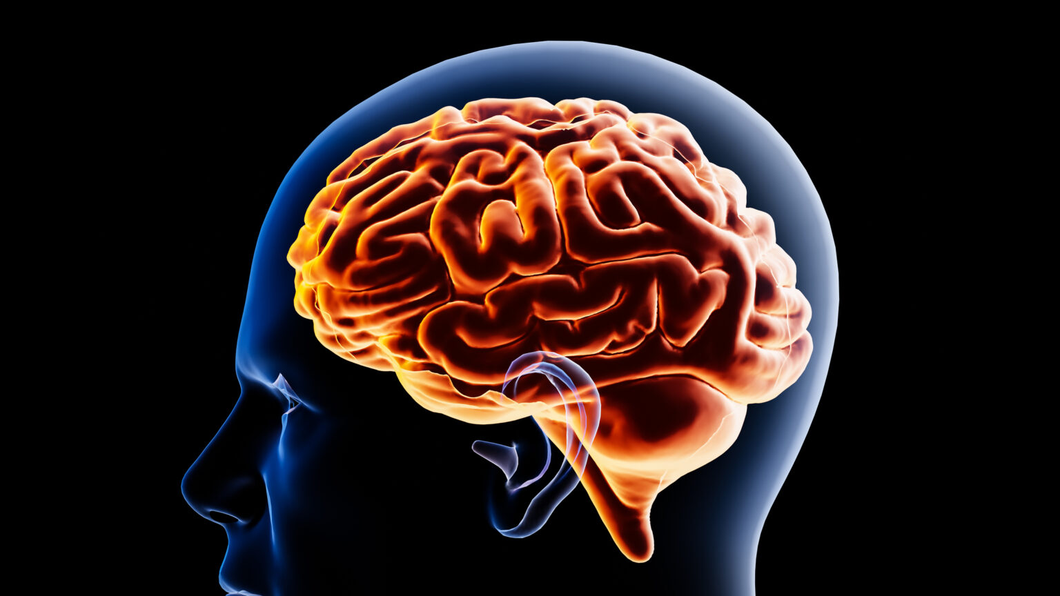 Conceptual image of a brain inside a human head.