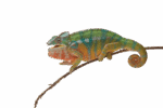 chameleon on a stick