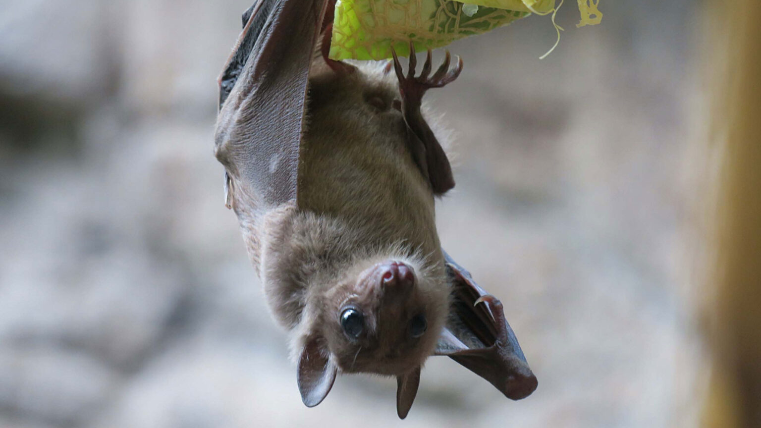 A furry brown bat hangs upside down from a piece of fruit.