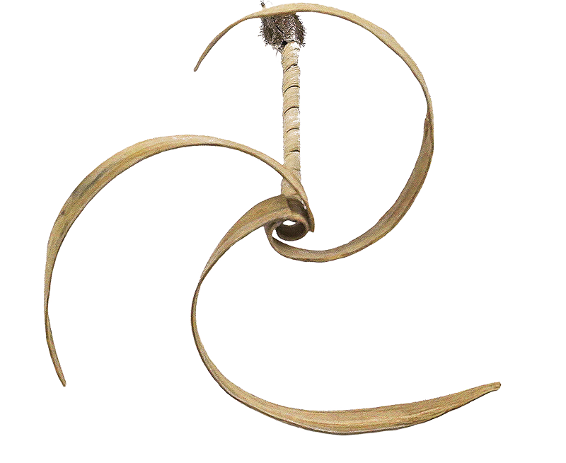 E-SEED carriers from Morphing Matter Lab. Image courtesy of the researchers